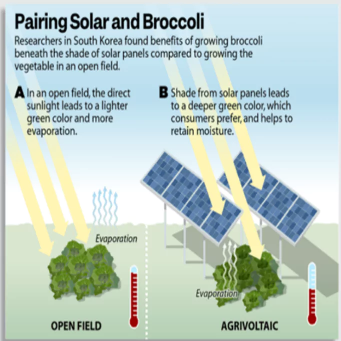 Agrivoltaic Farming