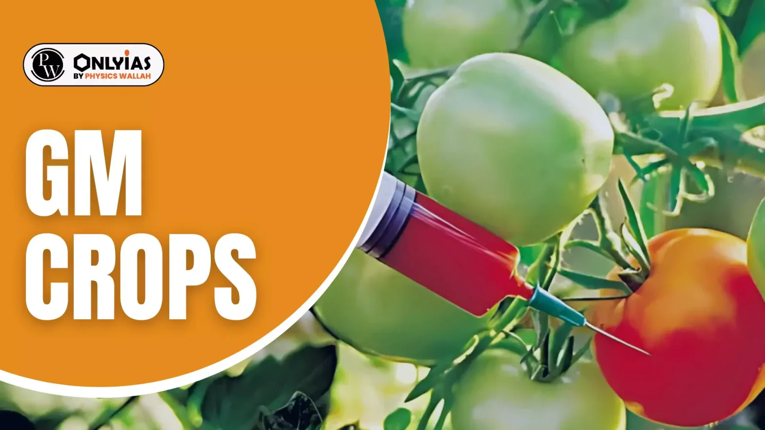 GM Crops in India, Genetic Modification, BT Cotton, Crop regulation