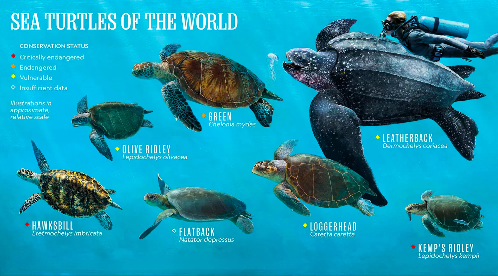 Olive Ridley Turtles