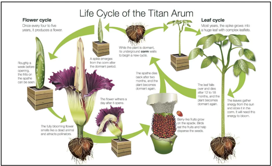 Corpse Flower