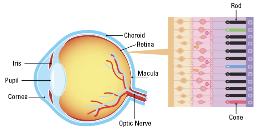 Retinal Diseases