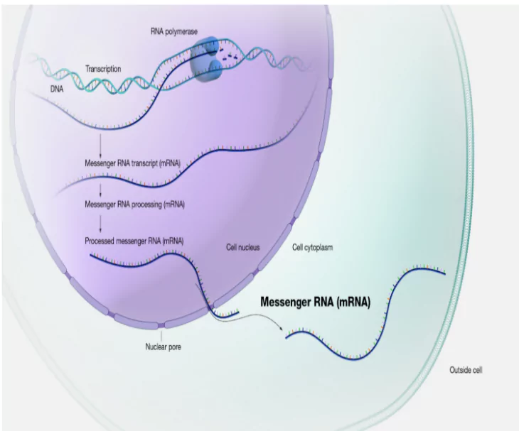 mRNA Cancer Vaccine