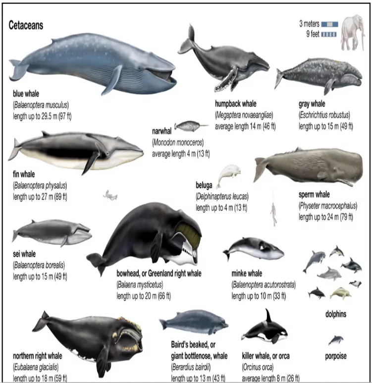 Humpback Whale