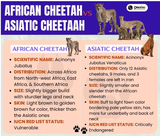 African Cheetahs