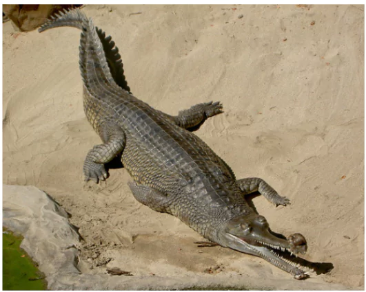 Gharials