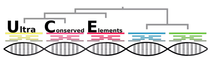 Ultra-Conserved Elements