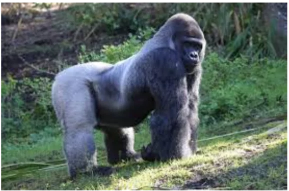 Endangered Species