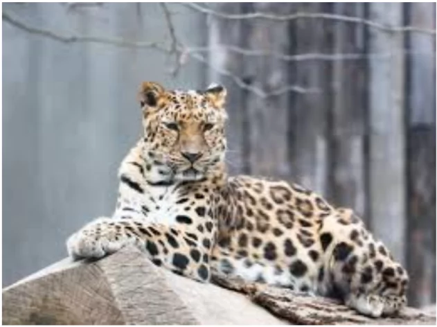 Endangered Species
