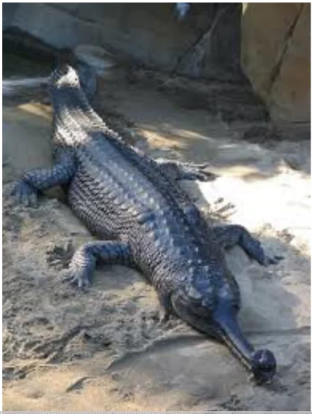 Endangered Species