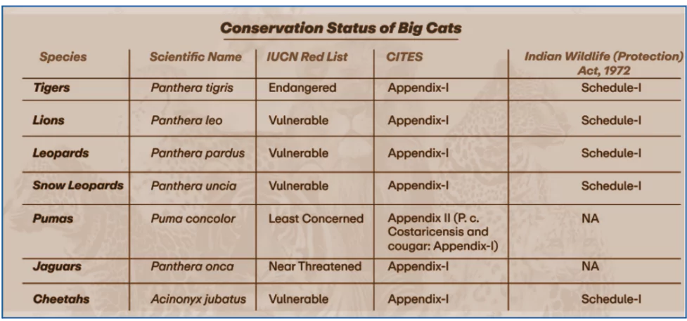 International Big Cat Alliance