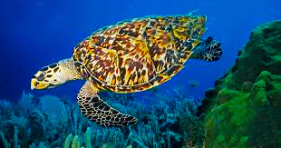 Endangered