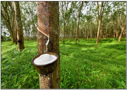 Rubber Plantations