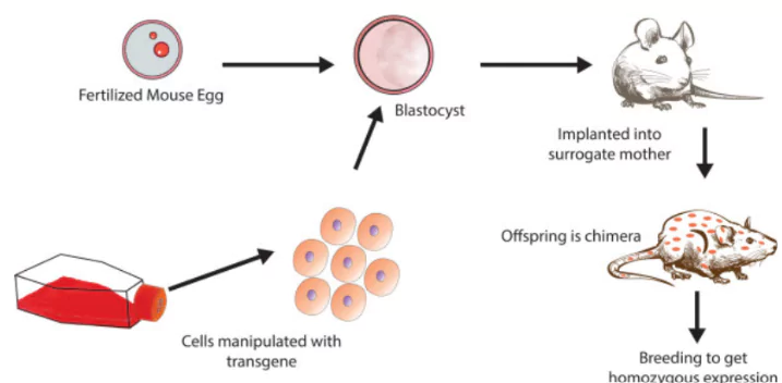 Transgenic Research