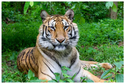 Tigers