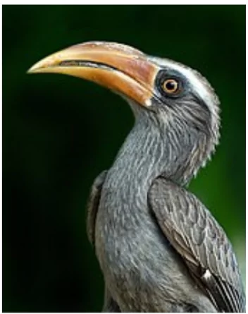 Malabar Grey Hornbill