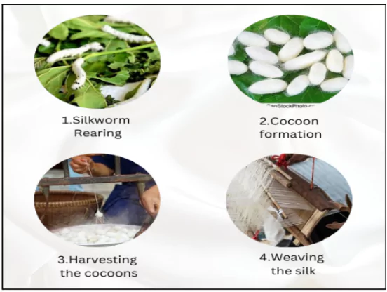 India's Silk Industry