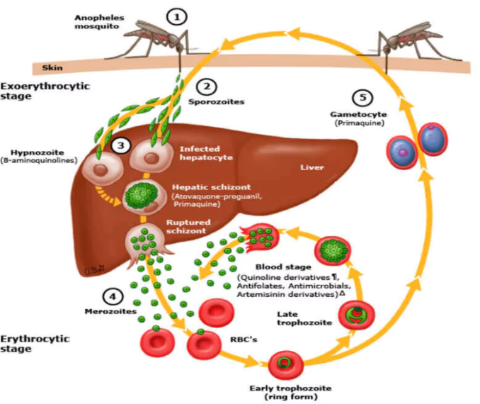 World Malaria Day