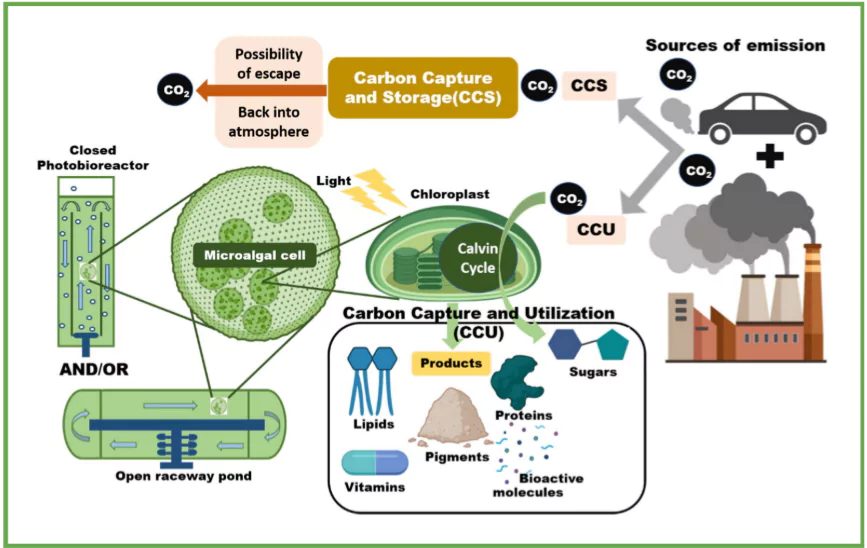 Carbon Capture and Utilisation