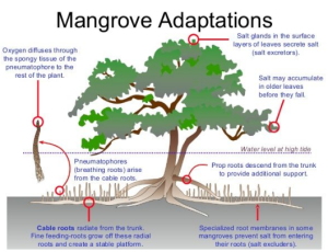 Mangrove Conservation - PWOnlyIAS