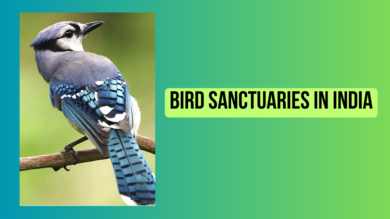 Bird Sanctuaries In India, List(Updated), Map, Species, State wise Bird Sanctuary List