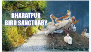 Bharatpur Bird Sanctuary