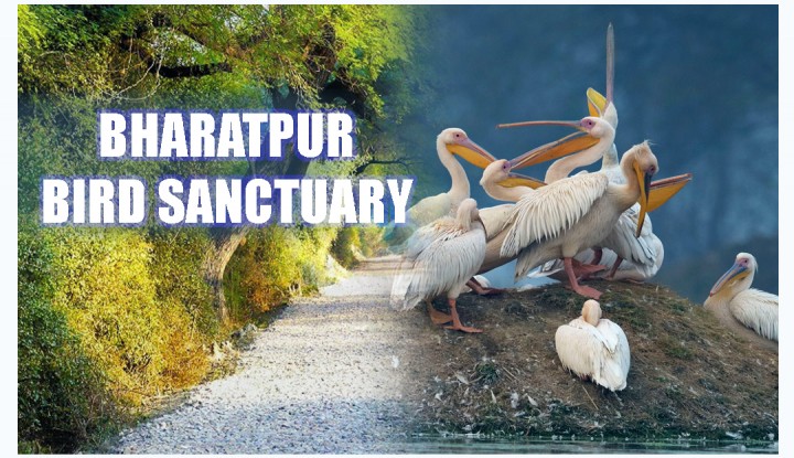 Bird Sanctuaries In India List Updated Map Species State Wise Bird Sanctuary List Pwonlyias Bird Sanctuaries In India List Updated Map Species State Wise Bird Sanctuary List Pwonlyias