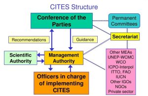 Structure of CITES 