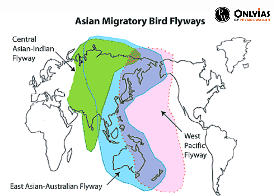 Migratory Birds 