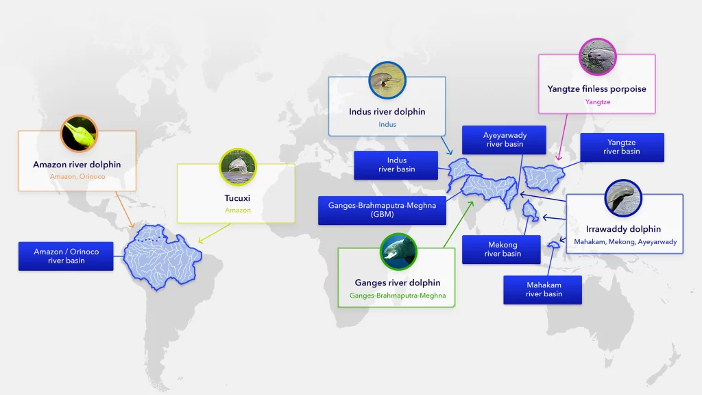 Global Declaration Of River Dolphins By The Year 2030 - PWOnlyIAS