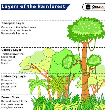 Layers of Rainforest 