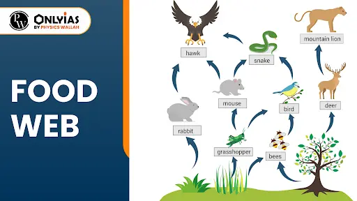 Ecosystem Dynamics: Characteristic, Types Of Food Webs & Species ...