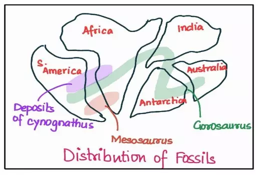 Distribution of fossils