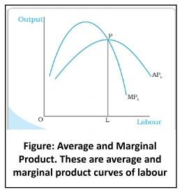 Shapes of Total Product, Marginal Product and Average Product Curves: Curves of Production Output