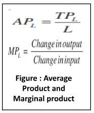 Average product and marginal product