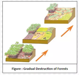 Gradual Destruction of Forests