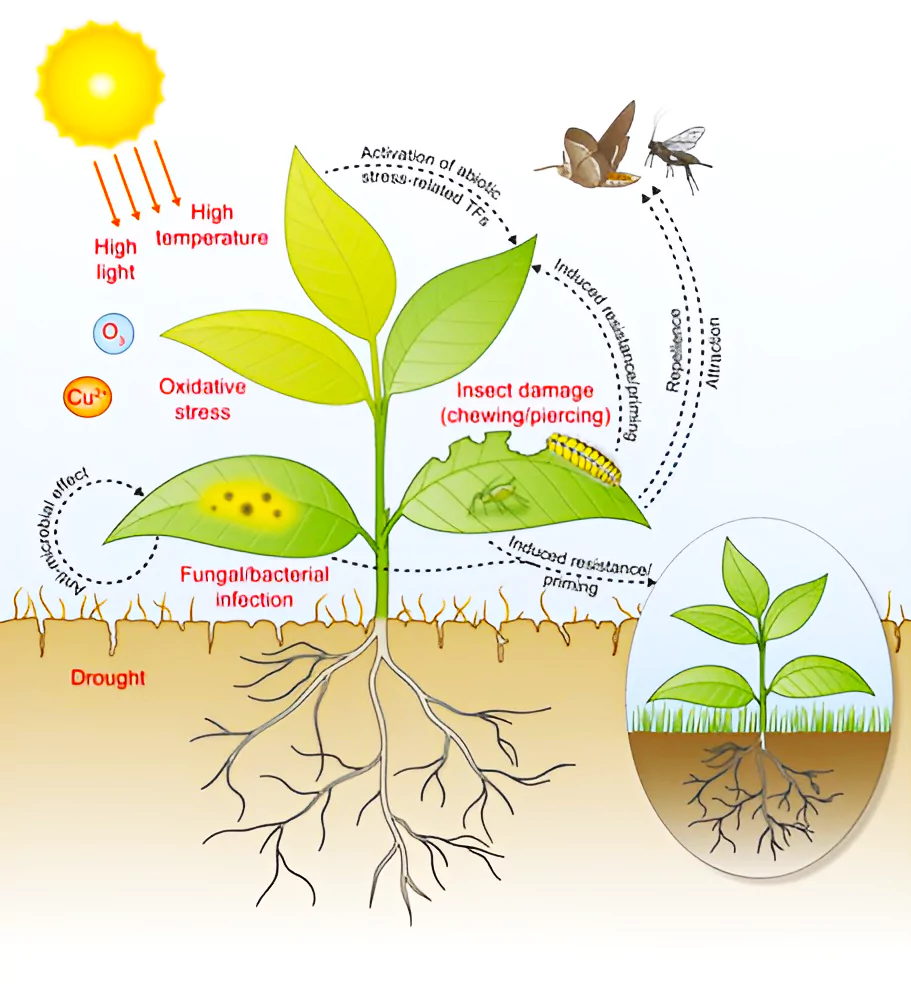 Plants Can Listen 