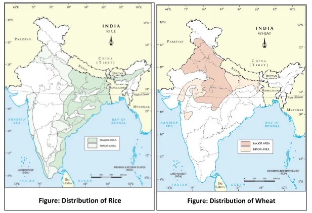 Distributions of Rice and Wheat