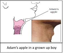 Adam's apple  in  a grown up boys
