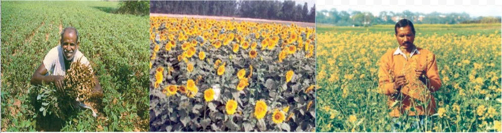 Groundnut, sunflower and mustard are ready to be harvested in the field