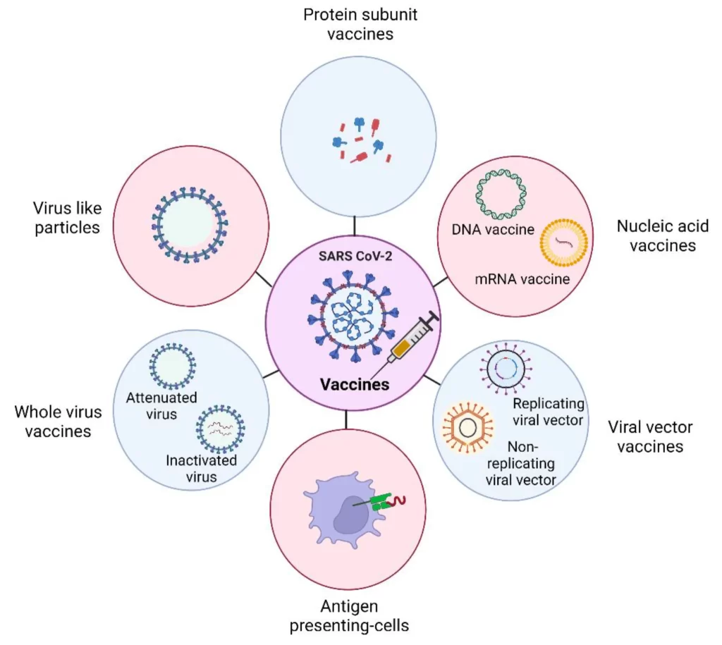 What Is The Basic Principle Behind Vaccine Development? How Do Vaccines ...