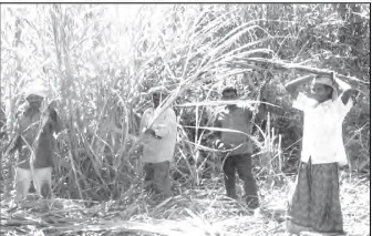 Sugar cane cutters: disguised unemployment is common in farm works