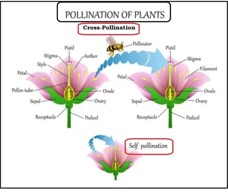 Pollination Plant