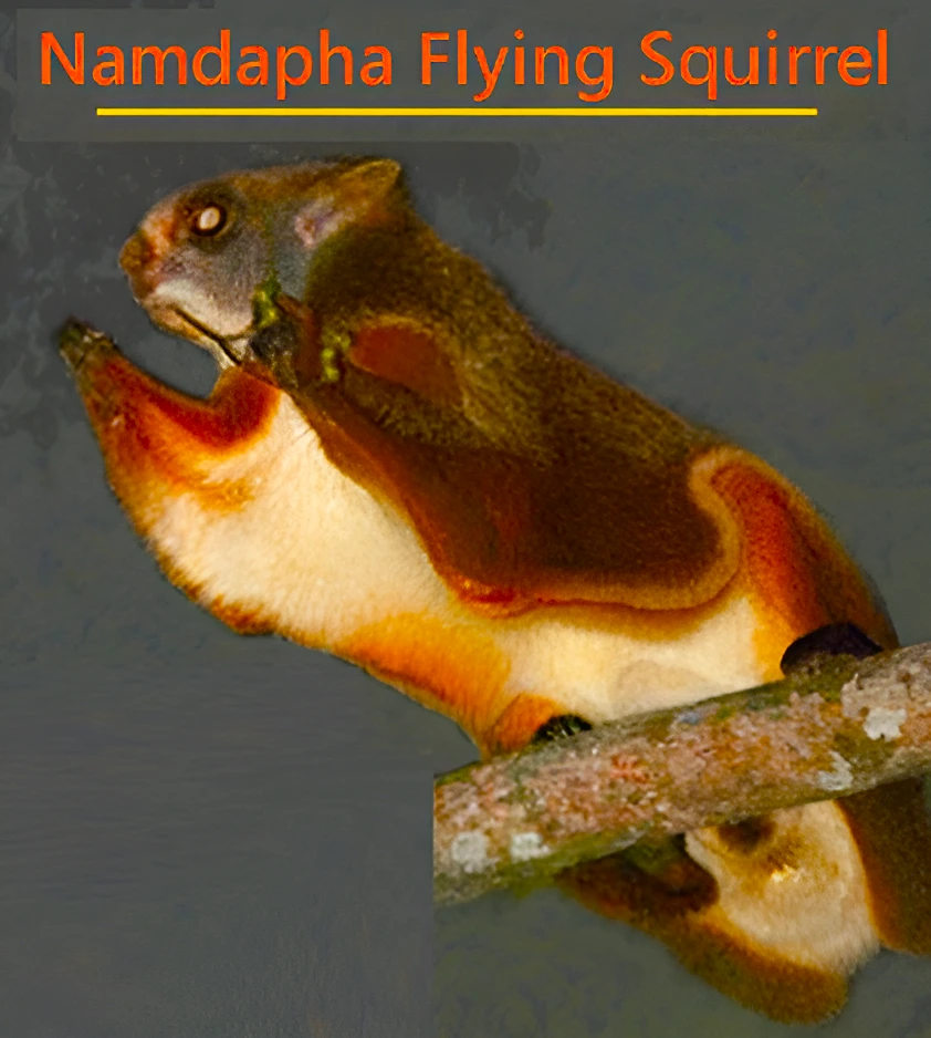 Namdapha Flying Squirrel   