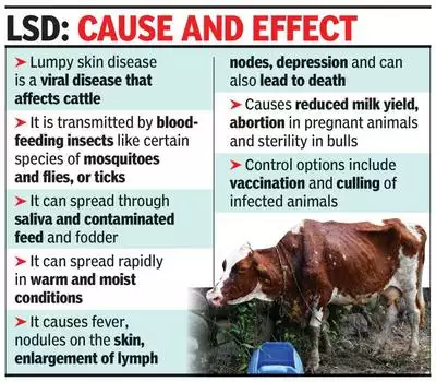 LSD: Cause and Effect