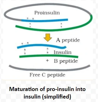 Maturation of pro-insulin into insulin (simplified) 