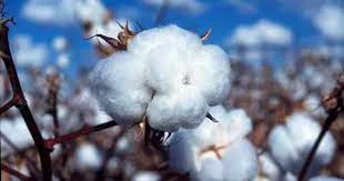 Bt cotton 