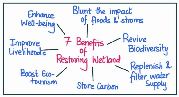 Restroing wetland