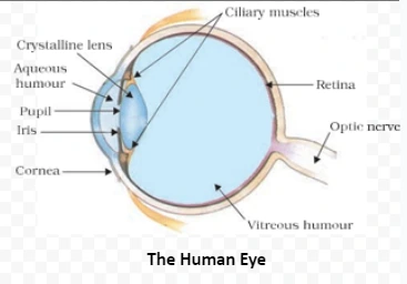 Human Eye's