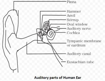 Auditory parts of Human Ear