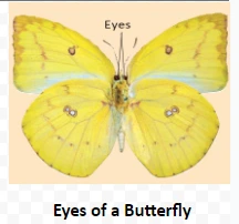 Eyes of a Butterfly